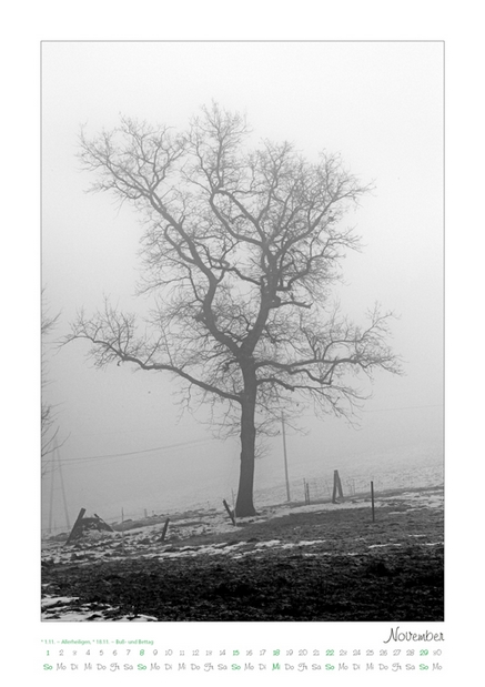 Kalender 2026 „Baumsichten"